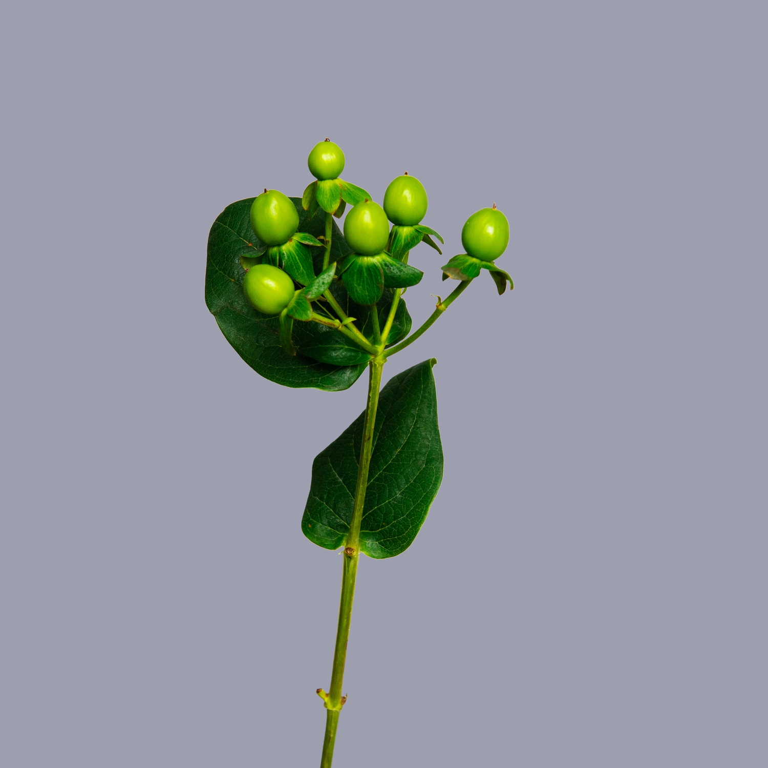 Гиперикум зеленый