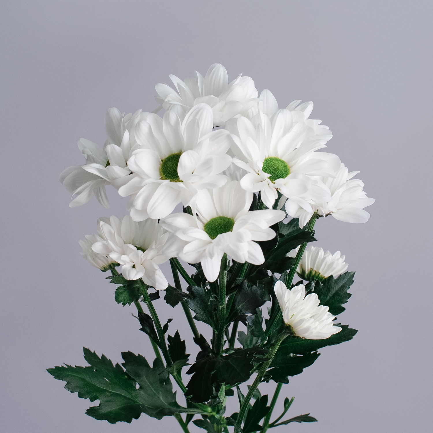Хризантема кустовая Бакарди белая