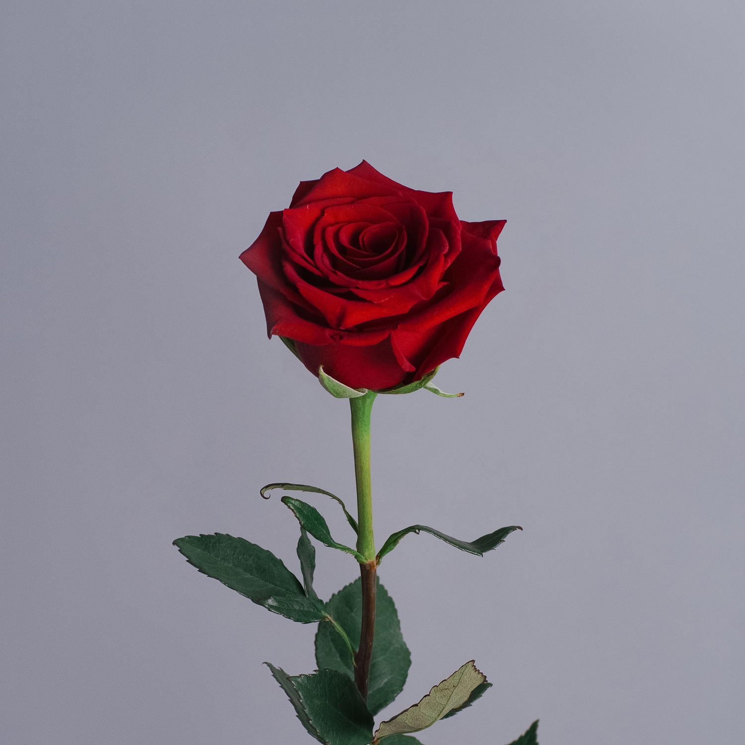 Роза Эквадорская, красная 50 см.