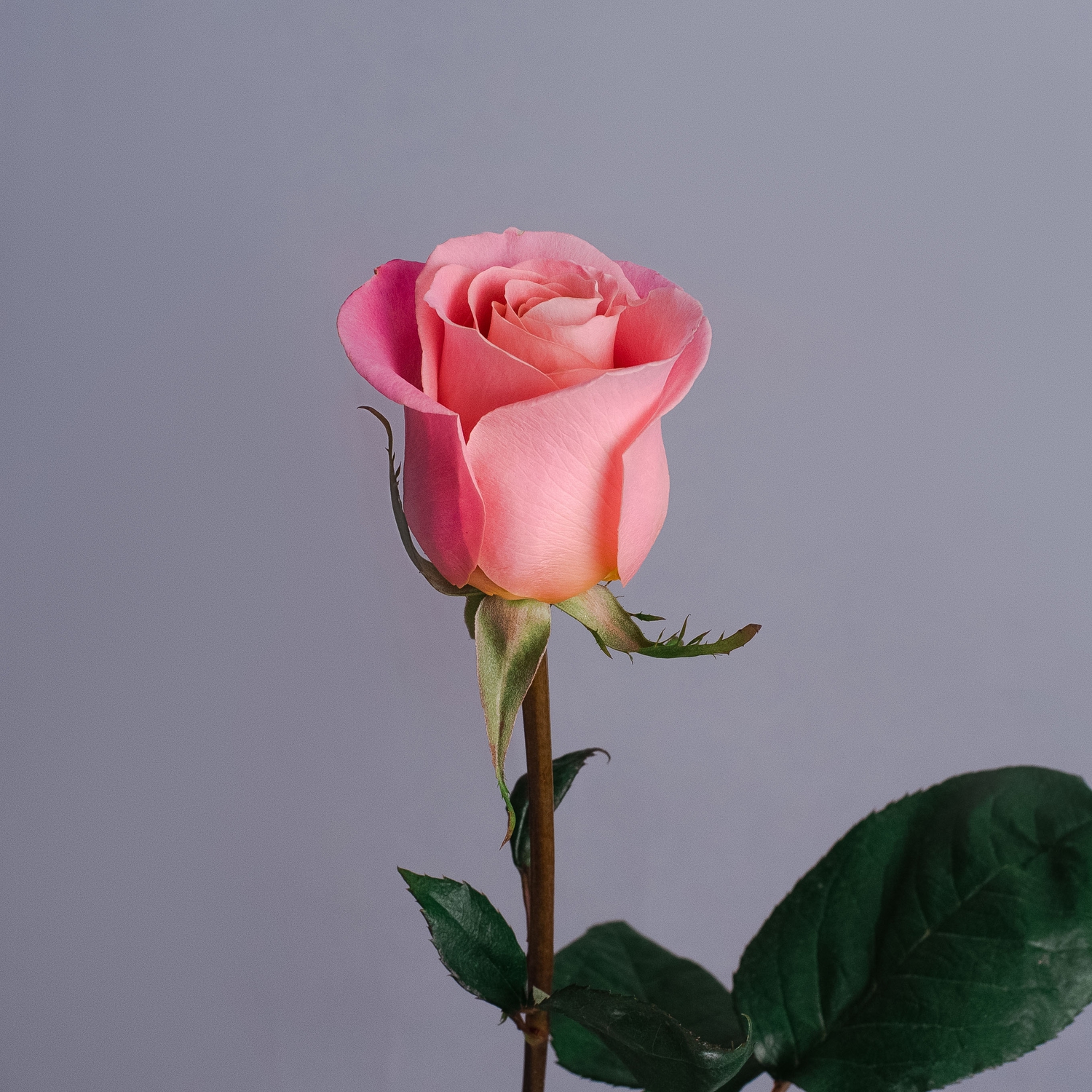 Роза Эквадорская, розовая 50 см.