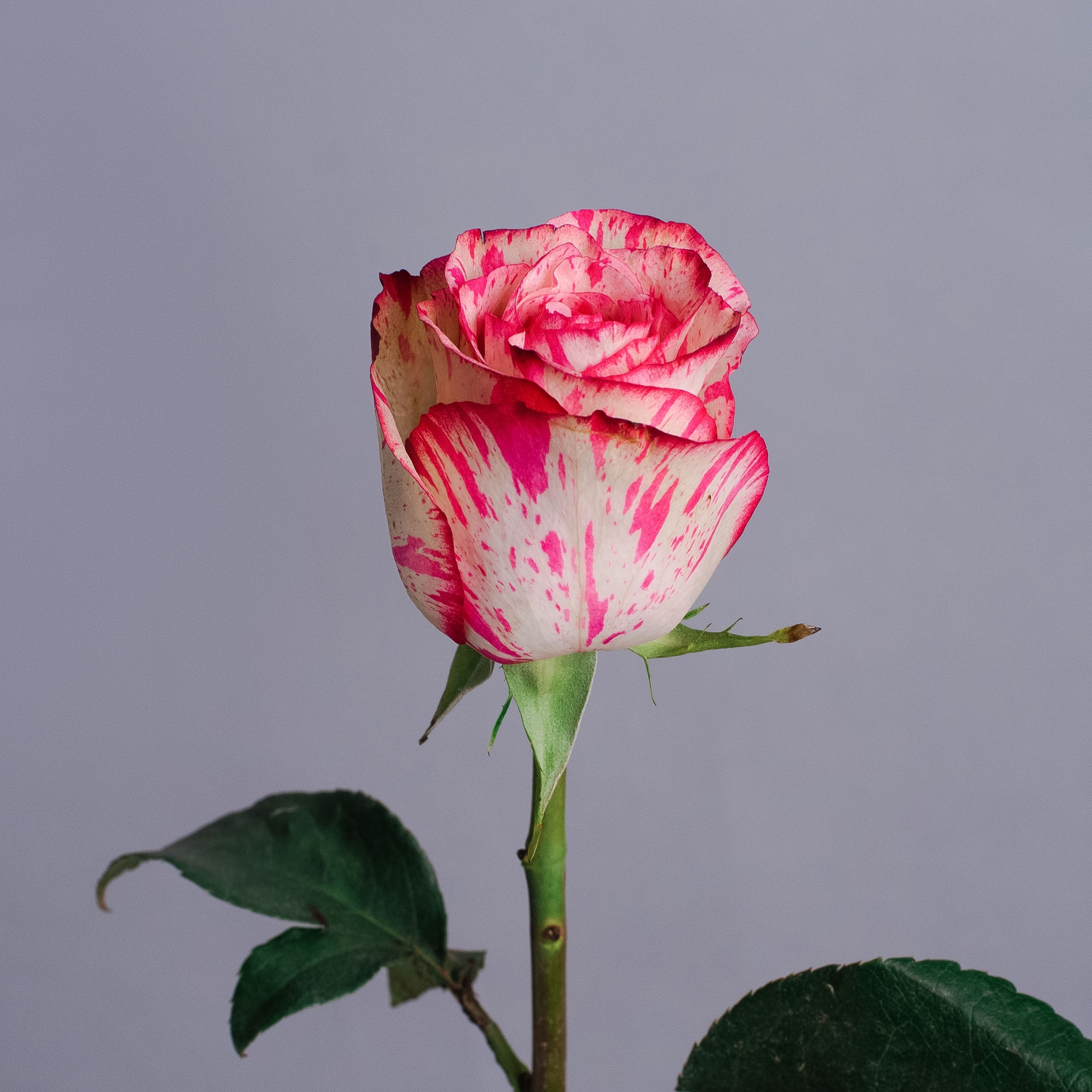 Роза Эквадорская микс 70 см.