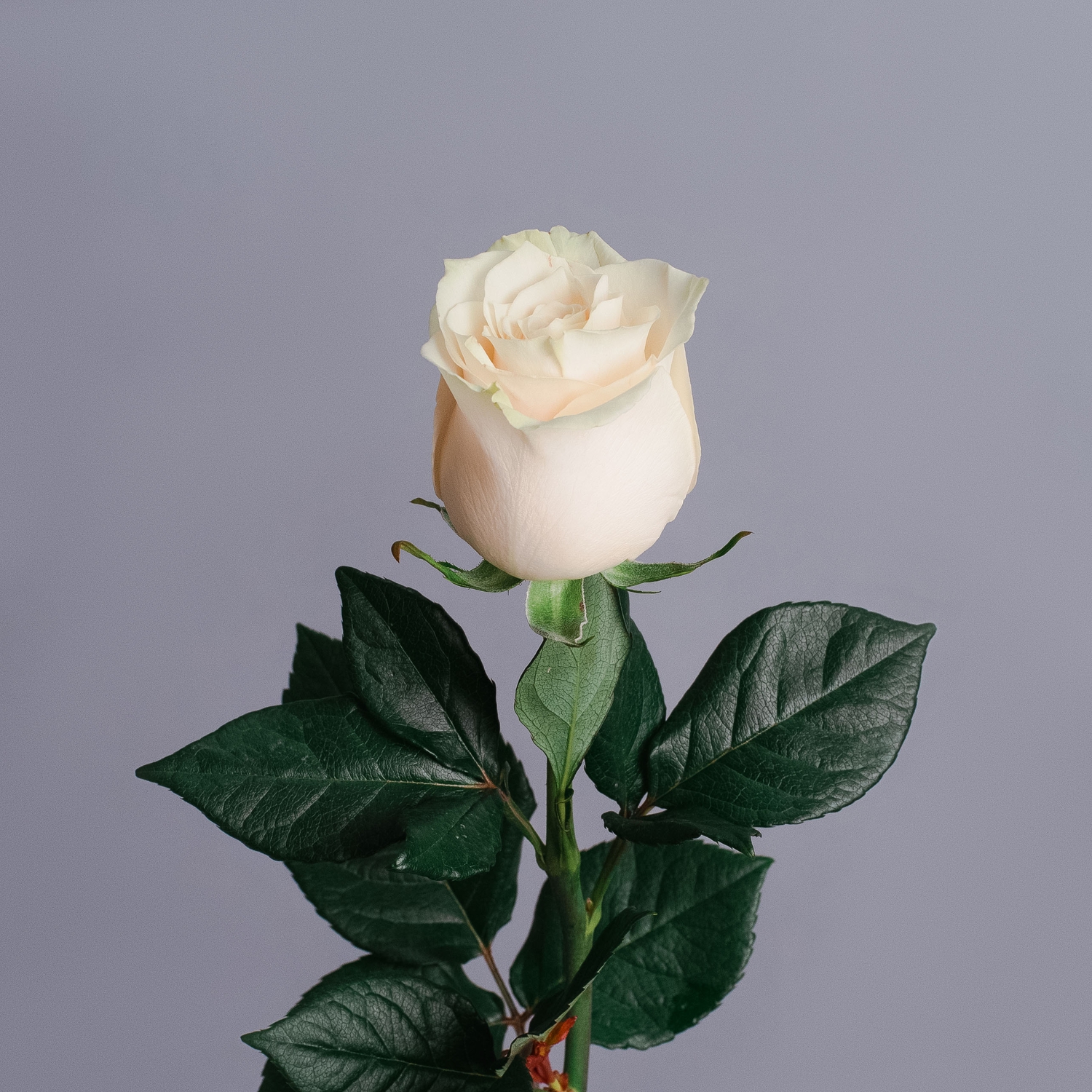 Роза Эквадорская, белая 60 см.