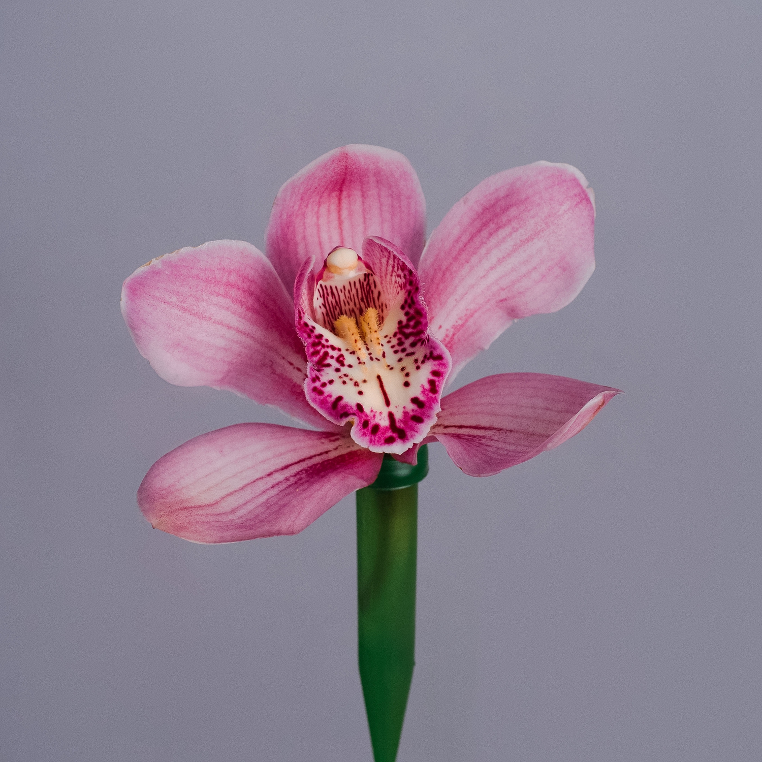 Орхидея розовая/бордовая
