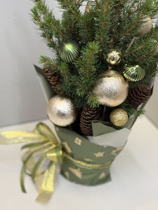 Пихта в горшке