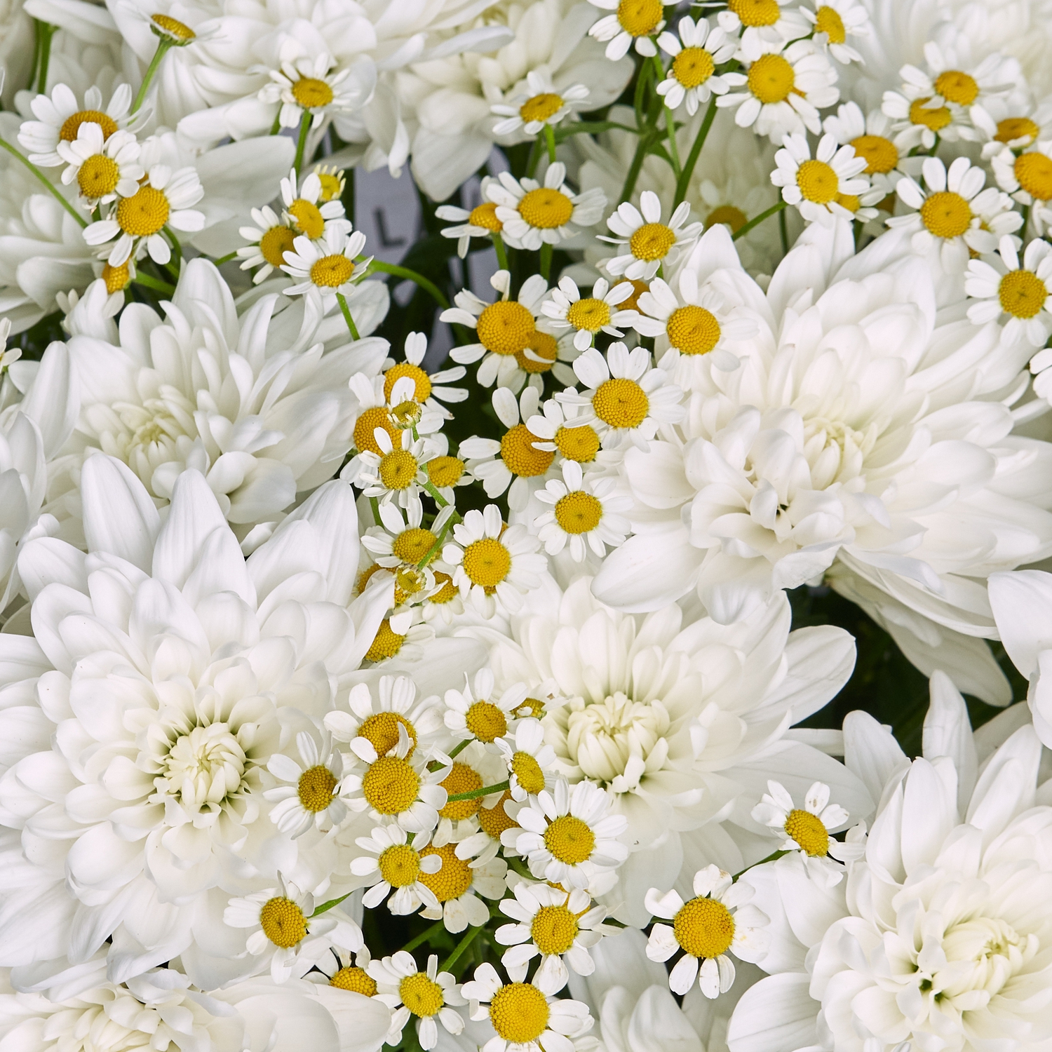 Нежный букет ромашек и белых хризантем