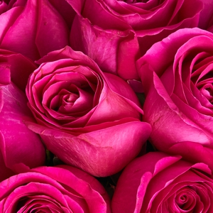 Коробочка ярких розовых роз