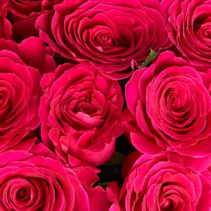 11 роз цвета фуксия 50 см.
