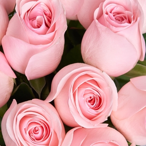 11 розовых роз 50 см.