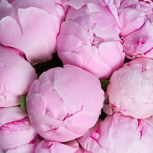 Розовые пионы в фиолетовой шляпной коробке
