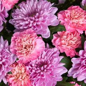 Яркий букет розовых и фиолетовых хризантем и диантусов