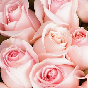 Букет из 51 Эквадорской розовой розы