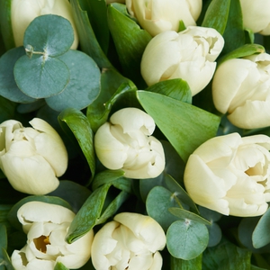 Нежный букет белоснежных тюльпанов
