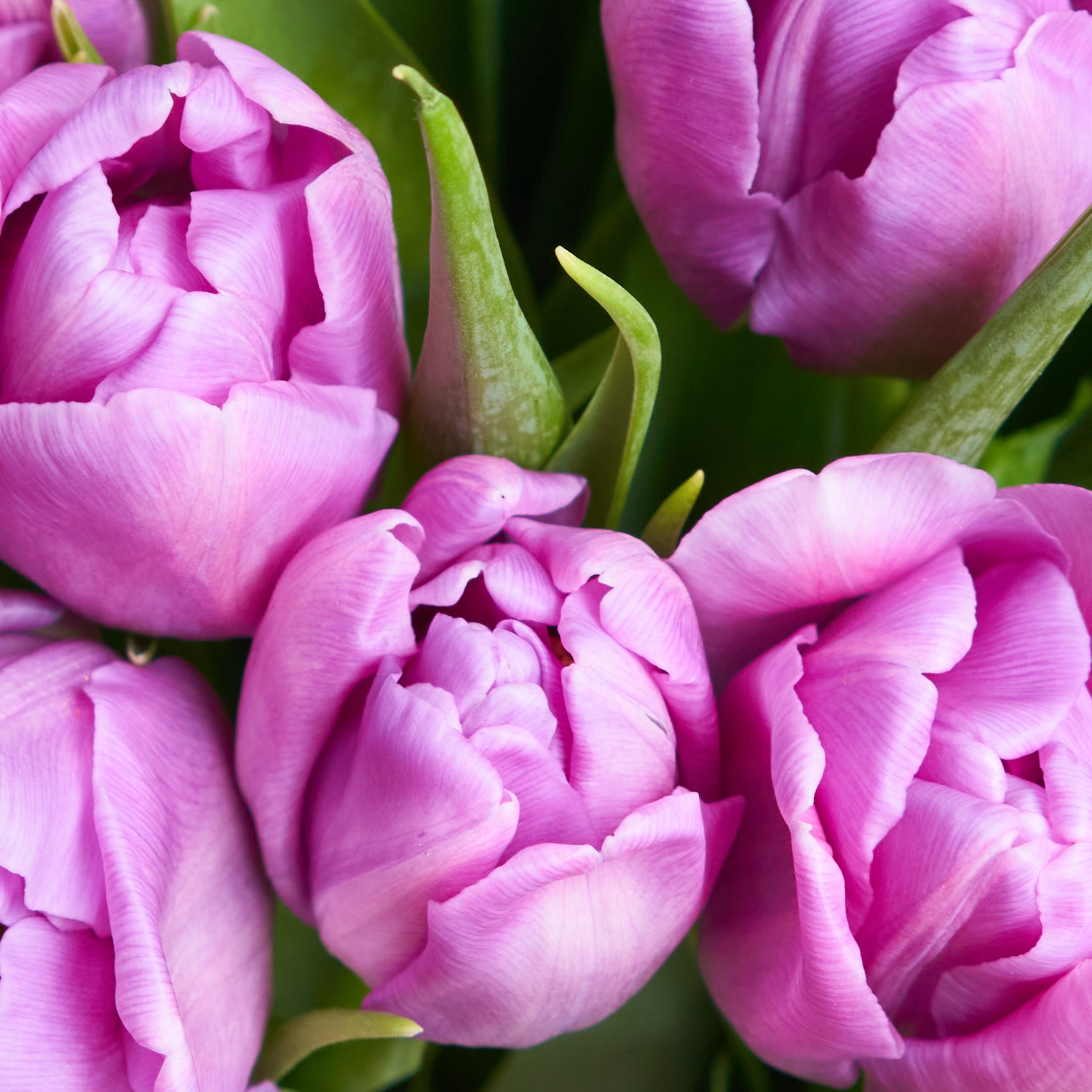 Фиолетовые тюльпаны купить. Букет сиреневых тюльпанов фоны.