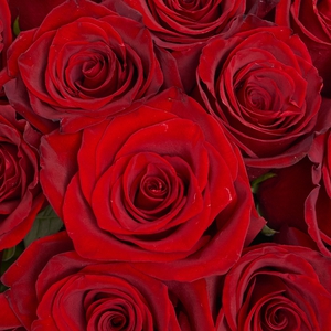 25 красных эквадорских роз 50 см.