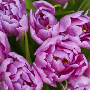 Букет лиловых тюльпанов