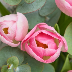 Букетик розовых тюльпанов