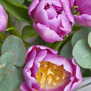 Букетик лиловых тюльпанов