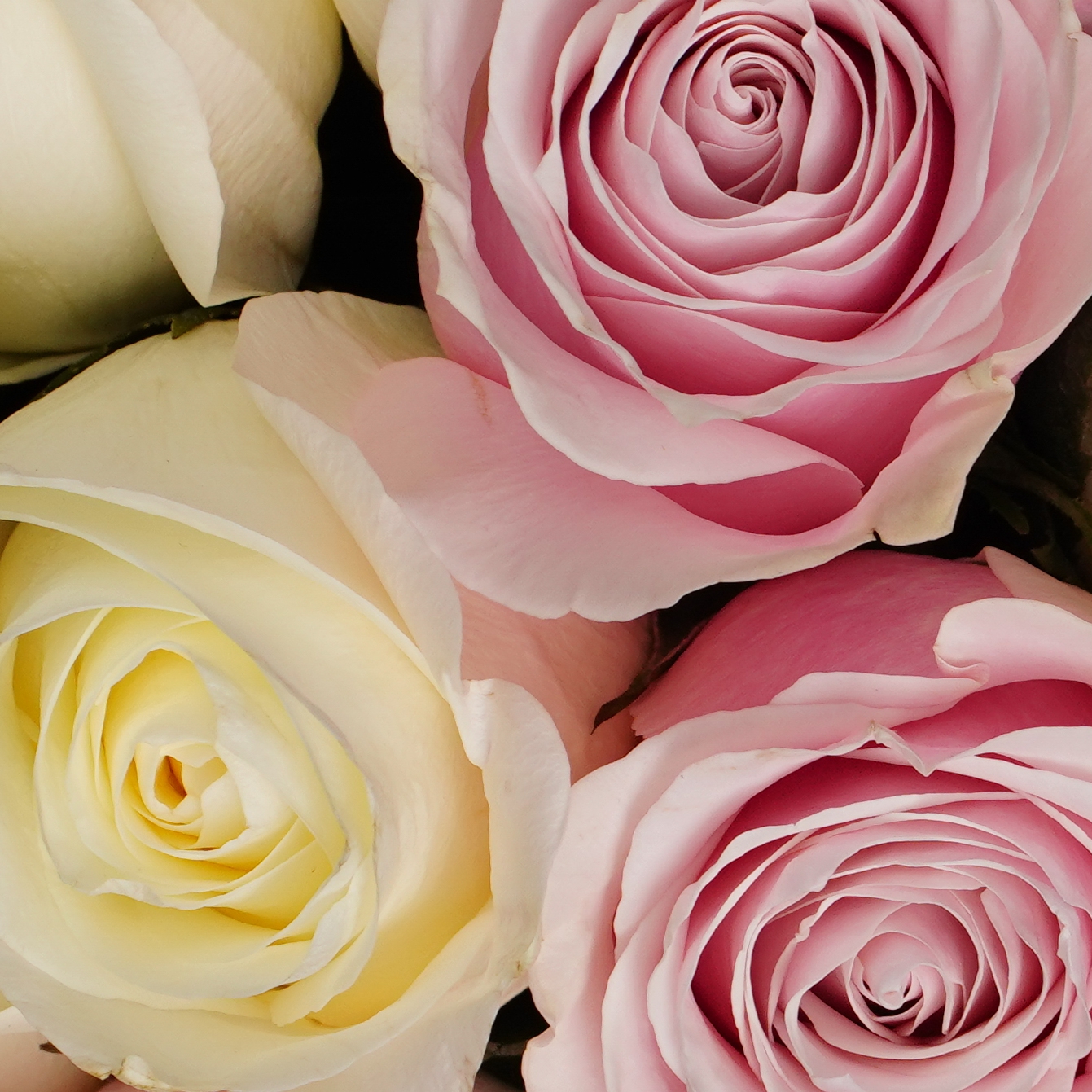 Розовая коробочка Эквадорских роз