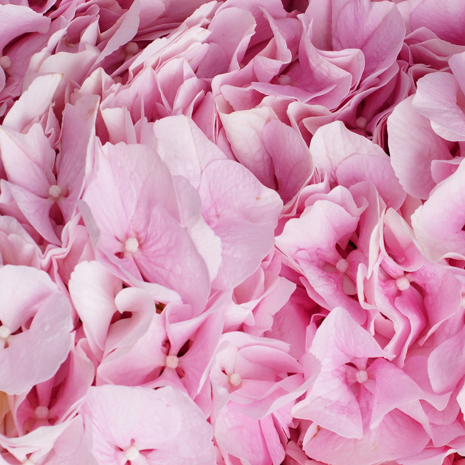 5 розовых гортензий в матовой упаковке с тишью