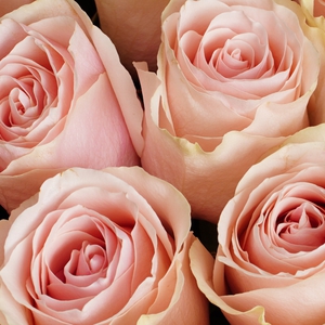Букет из 23 розовых роз 50 см.