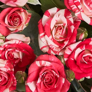 Розовая коробочка кустовых роз