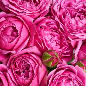 Букет пионовидных роз для вазы