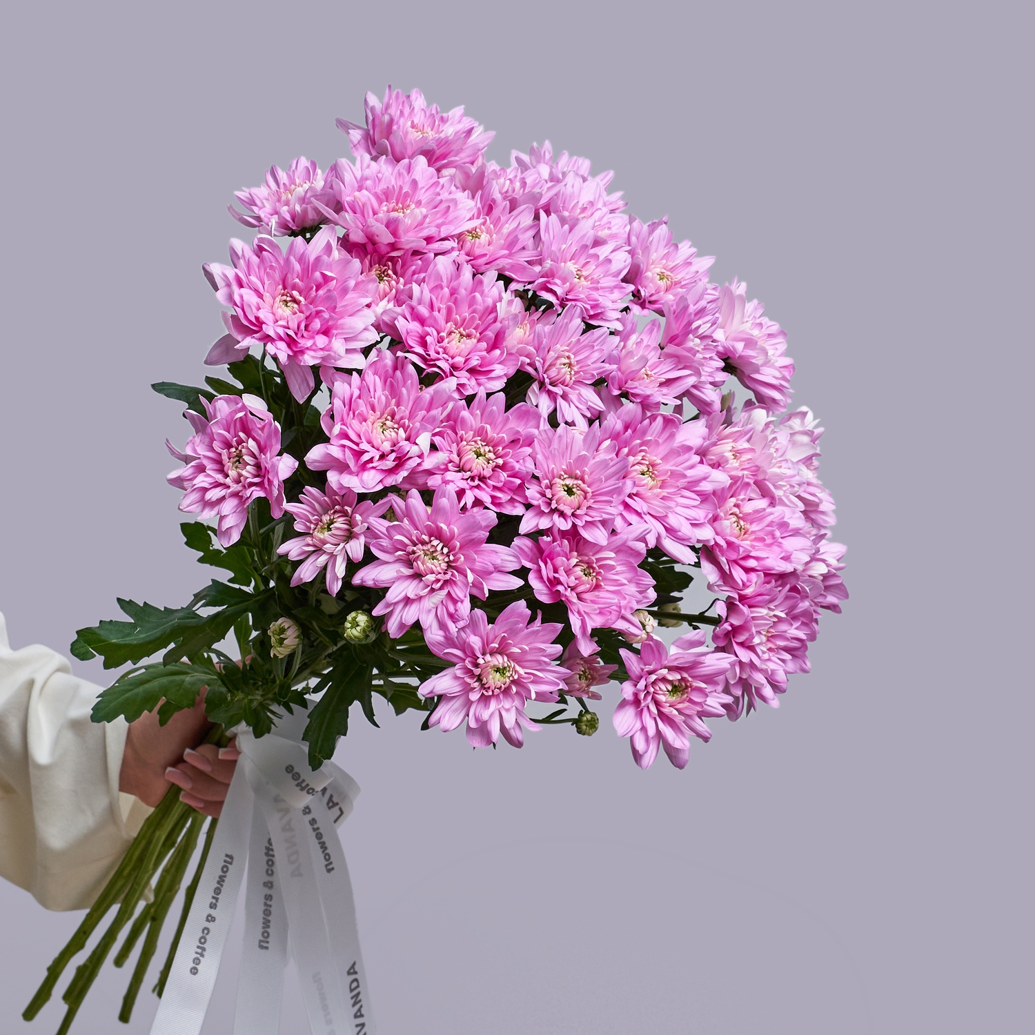 Розовые хризантемы для вазы