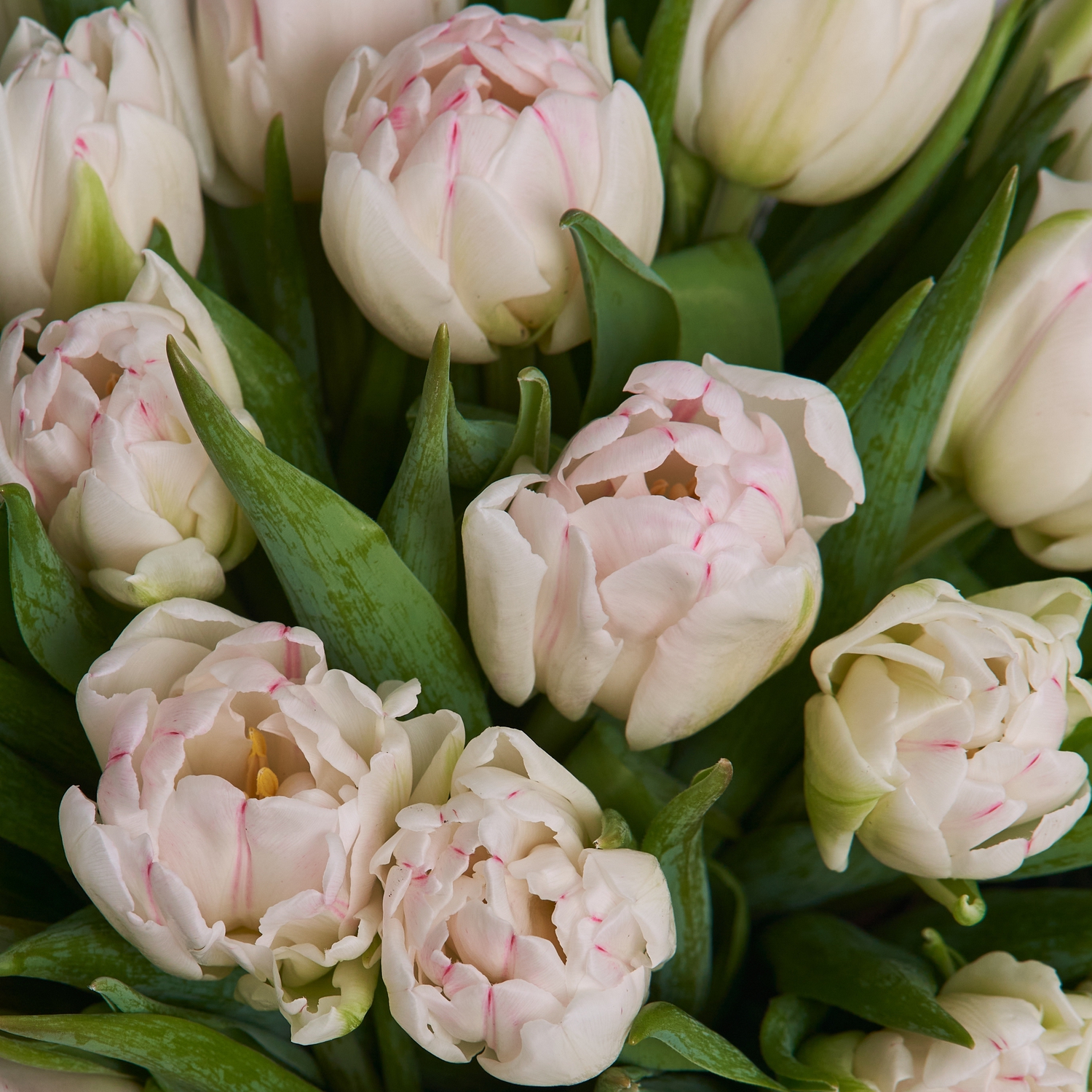 Коробочка нежных пионовидных тюльпанов