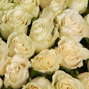 101 белая эквадорская роза 60 см.