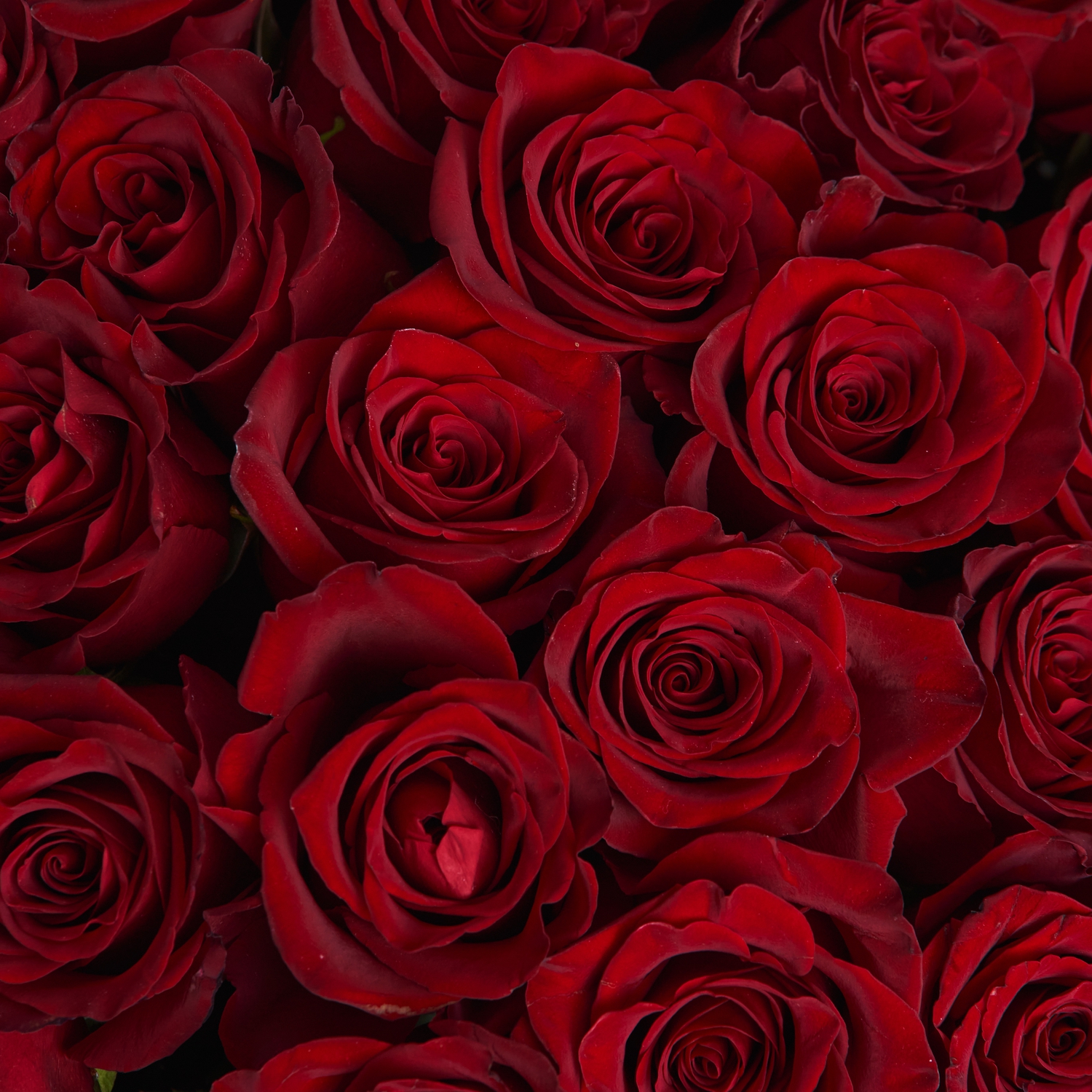 101 красная Эквадорская роза 60 см.