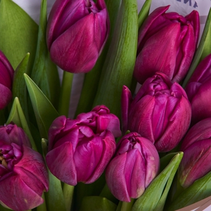 Букет фиолетовых пионовидных тюльпанов