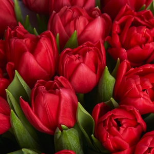 Букет красных тюльпанов