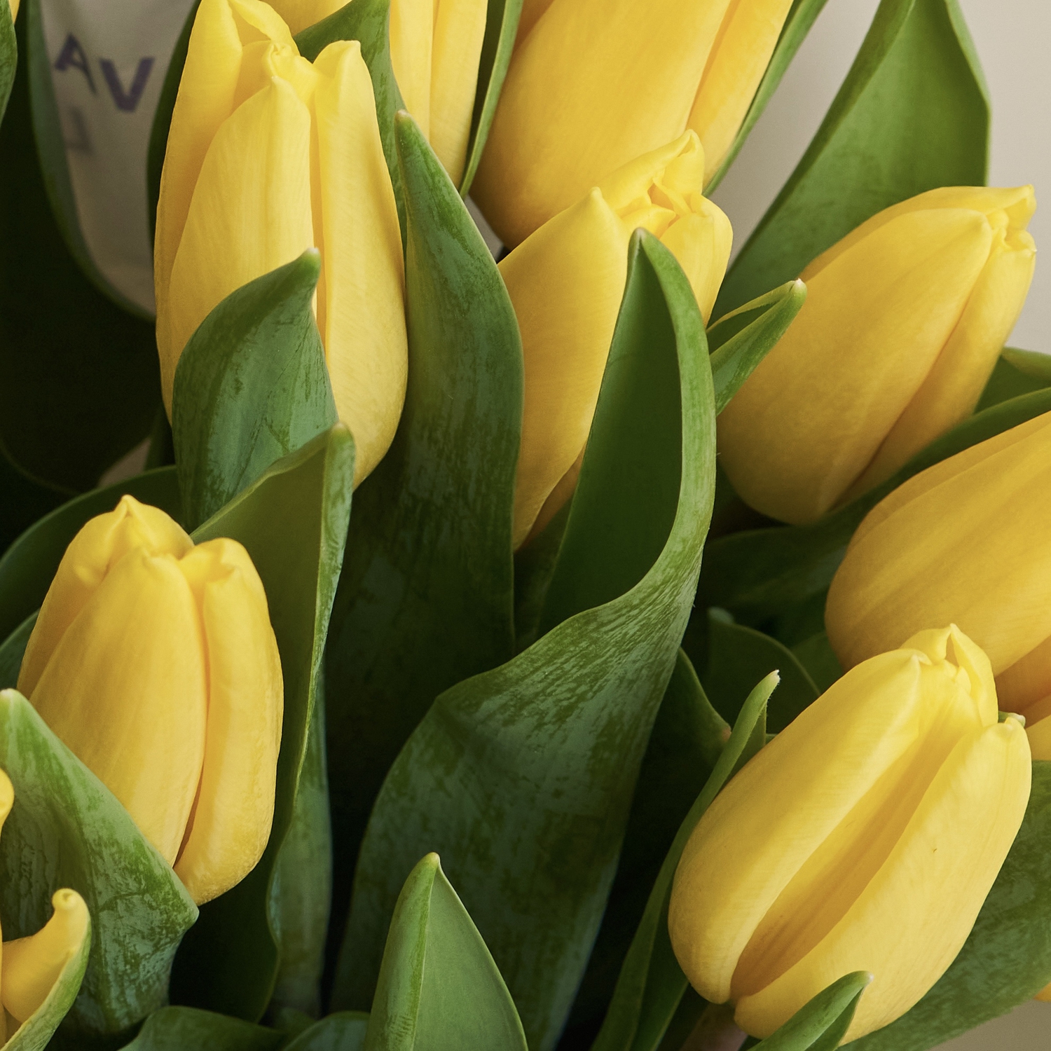 15 желтых тюльпанов в матовой пленке