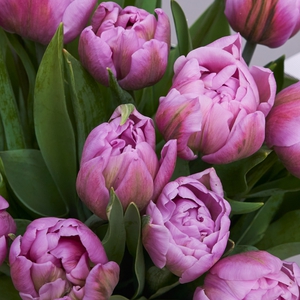 Фиолетовые пионовидные тюльпаны