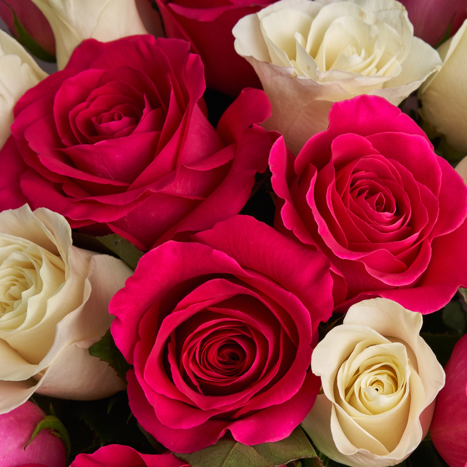 Букет больших белых и розовых Эквадорских роз