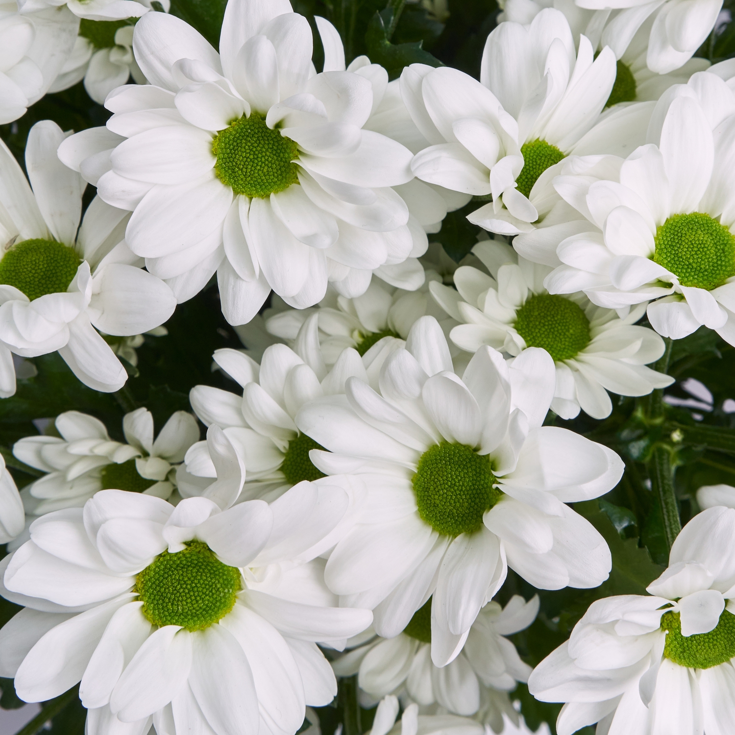 Белые кустовые хризантемы