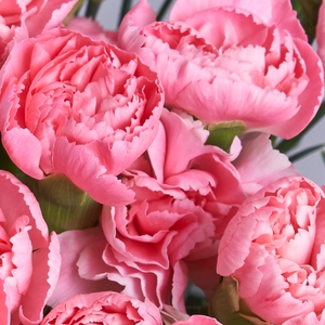 Розовые кустовые диантусы