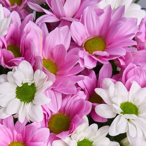 Белые и розовые кустовые хризантемы