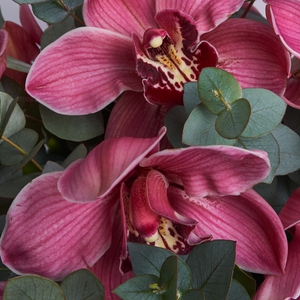 Коробочка бордовых орхидей с эвкалиптом