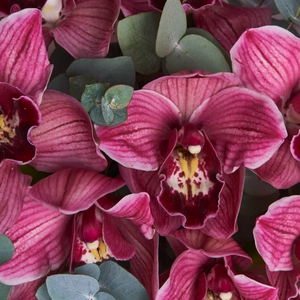 Букет бордовых орхидей с эвкалиптом