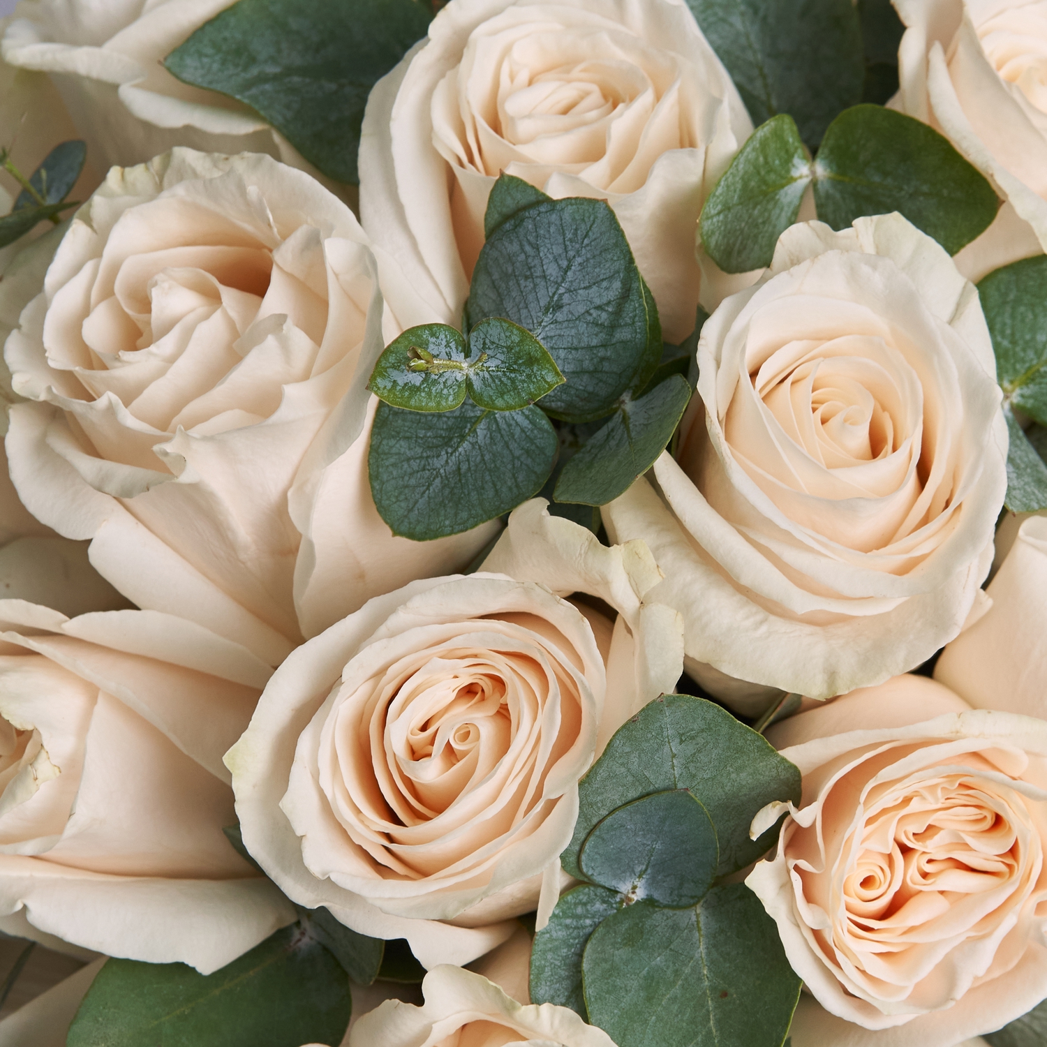 Букет невесты из кремовых роз с эвкалиптом