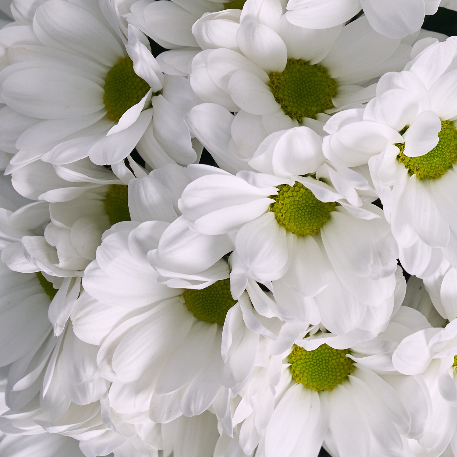 Коробочка белых ромашковых хризантем