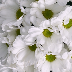 Коробочка белых ромашковых хризантем