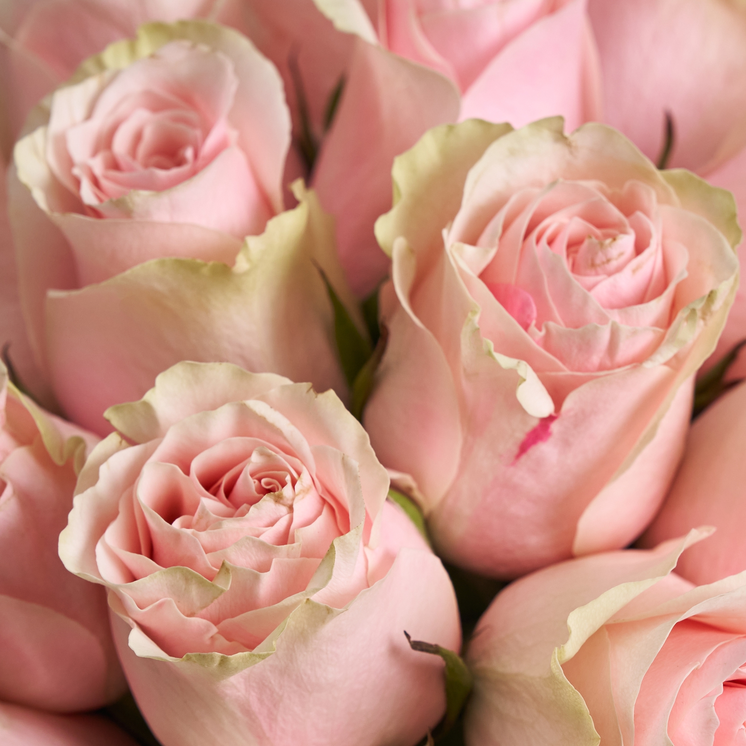 Розовая коробочка нежных роз
