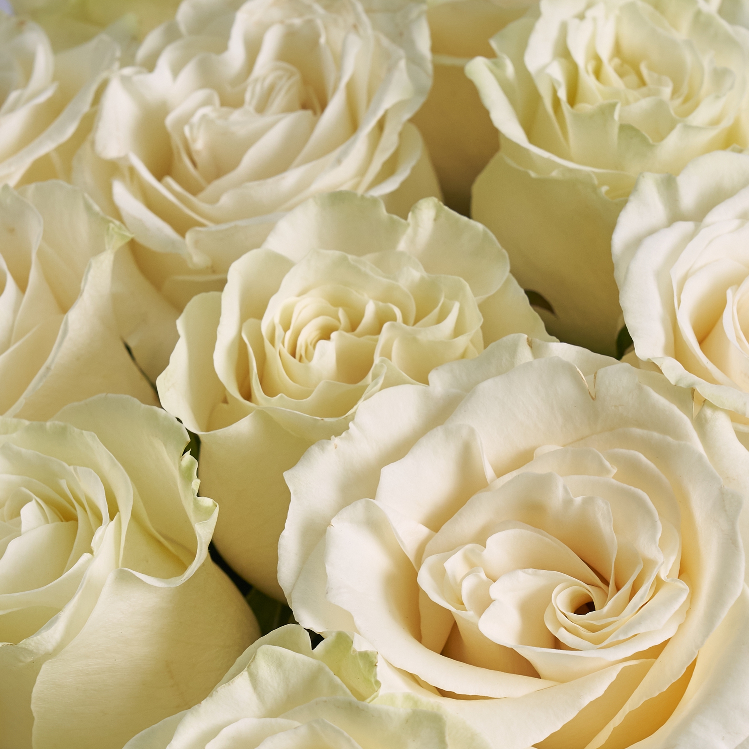 51 белая роза 50 см.