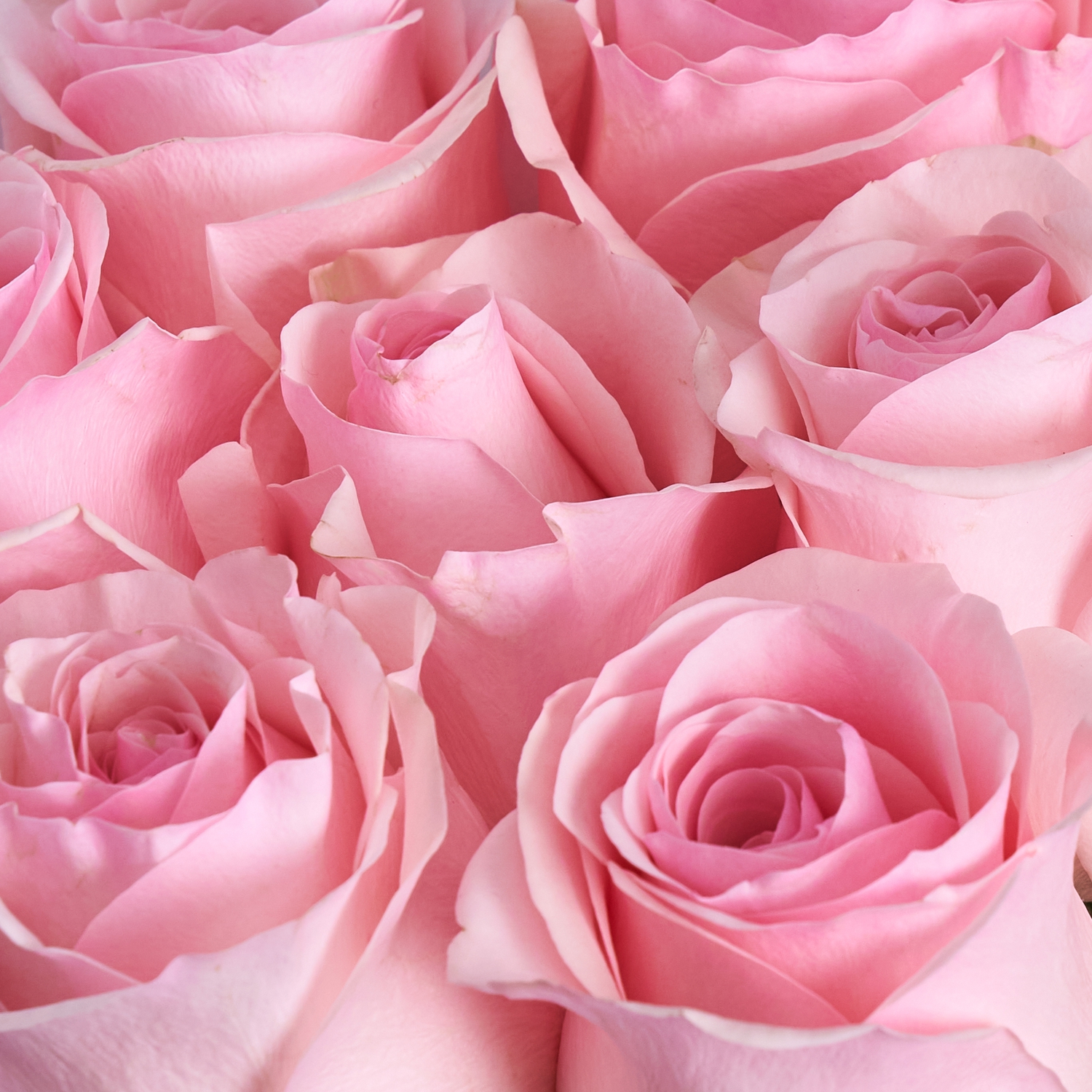Букет 11 розовых Эквадорских роз
