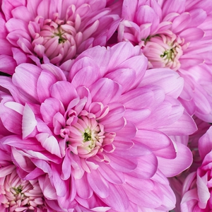 Розовые хризантемы для вазы