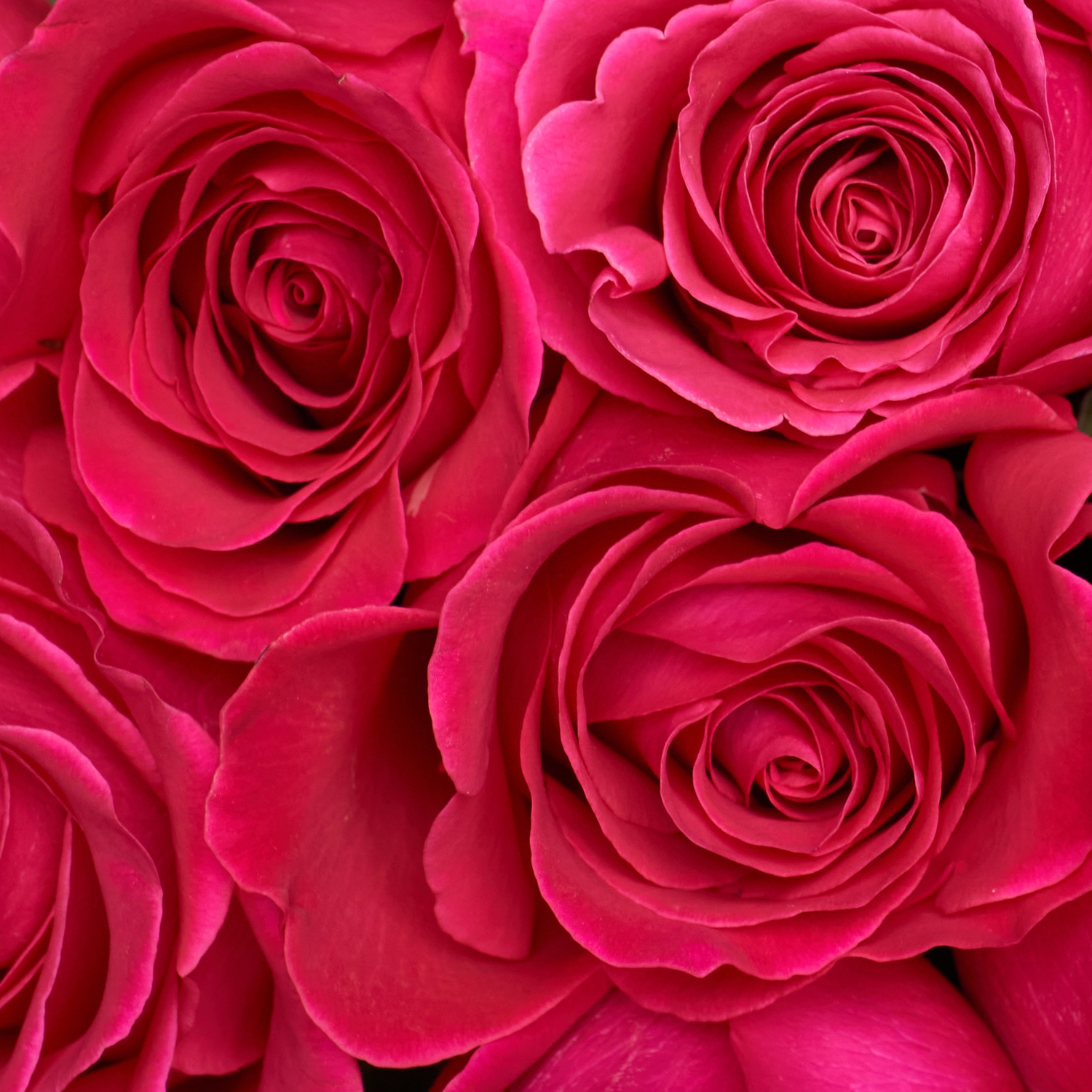 25 роз цвета фуксия