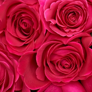 Букет из 11 роз цвета фуксия