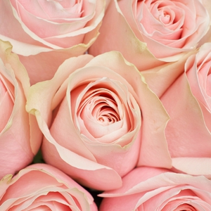 Охапка розовых роз